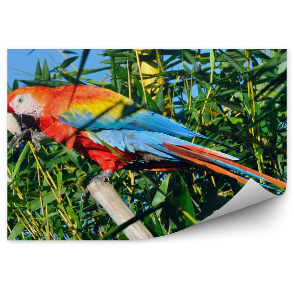 Fototapet pentru perete Papagal Macaw Jungla Amazoniană