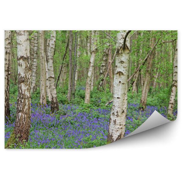 Decor fototapet Flori Albastre Printre Pădurea De Mesteacăn