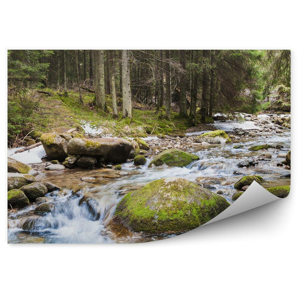 Fototapet vintage Apa Pârâului De Râu De Pădure