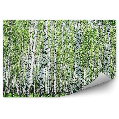 Fototapet vintage Iarbă De Pădure De Mesteacăn