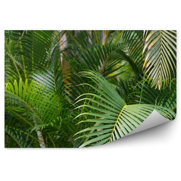 Decor fototapet Pădure Tropicală Cu Frunze De Palmier