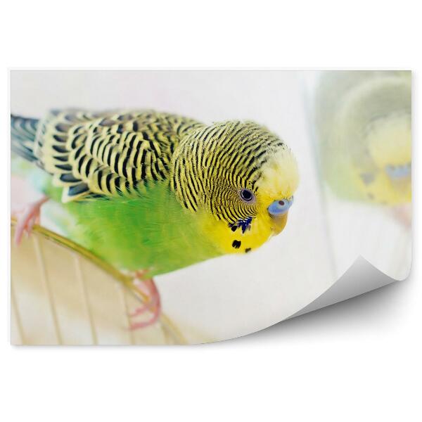 Fototapet vintage Budgerigar