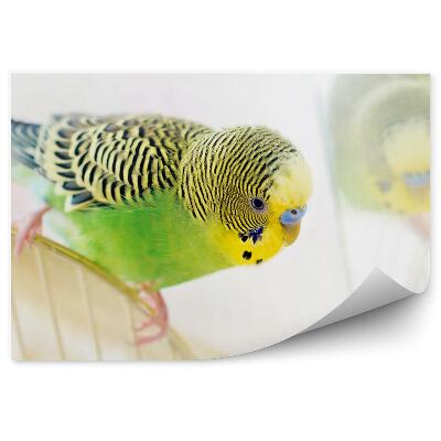 Fototapet vintage Budgerigar