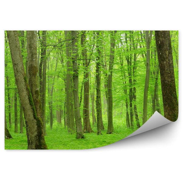 Fototapet perete Natura Copacilor Verzi Luxurianți