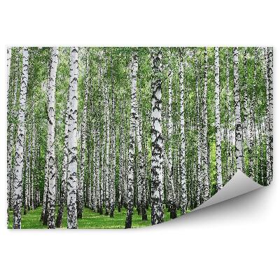 Fototapet perete Pădure De Mesteacăn De Primăvară Cu Trunchiuri Albe