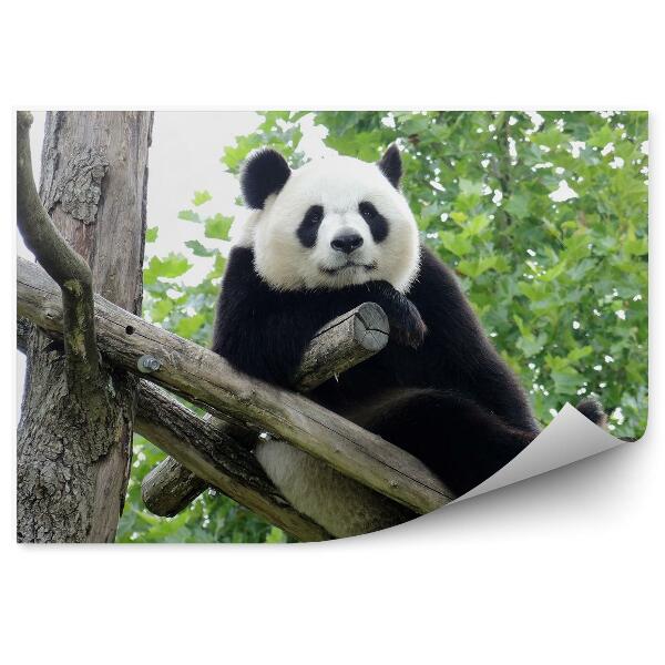 Fototapet pentru perete Panda Gigant