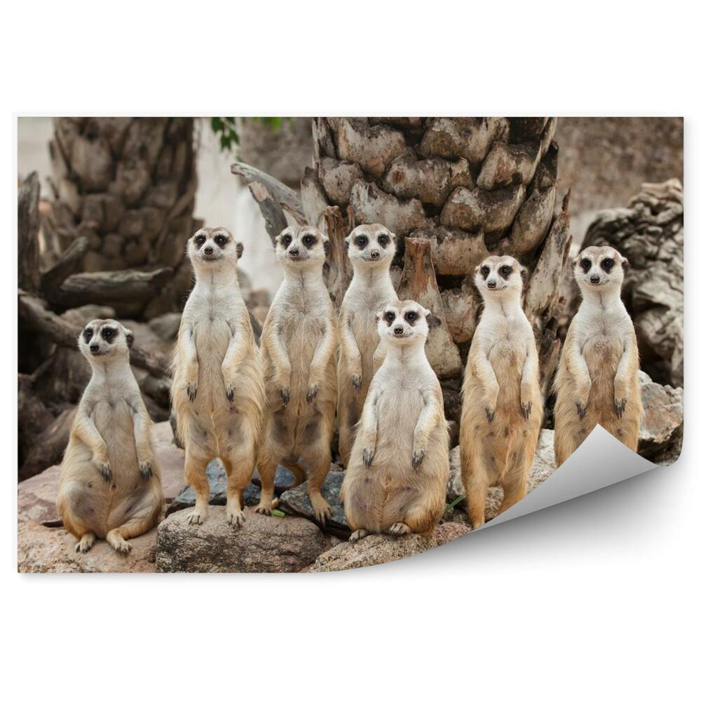 Fototapet Meerkats