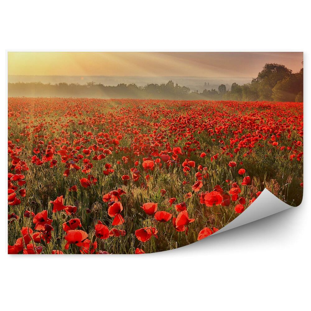 Fototapet Flori de câmp de mac plante copaci apus de soare