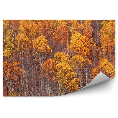 Fototapet vintage Pădurea De Mesteacăn De Toamnă