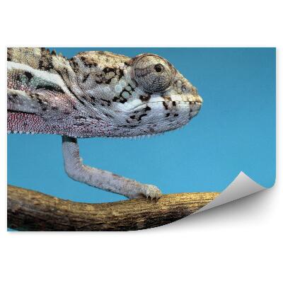 Fototapet vintage Cameleonul Pe Fond Albastru