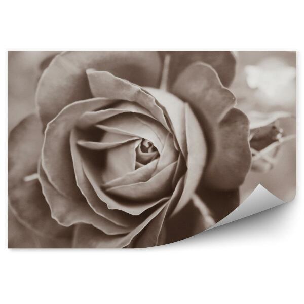 Fototapet perete Plante de trandafiri sepia