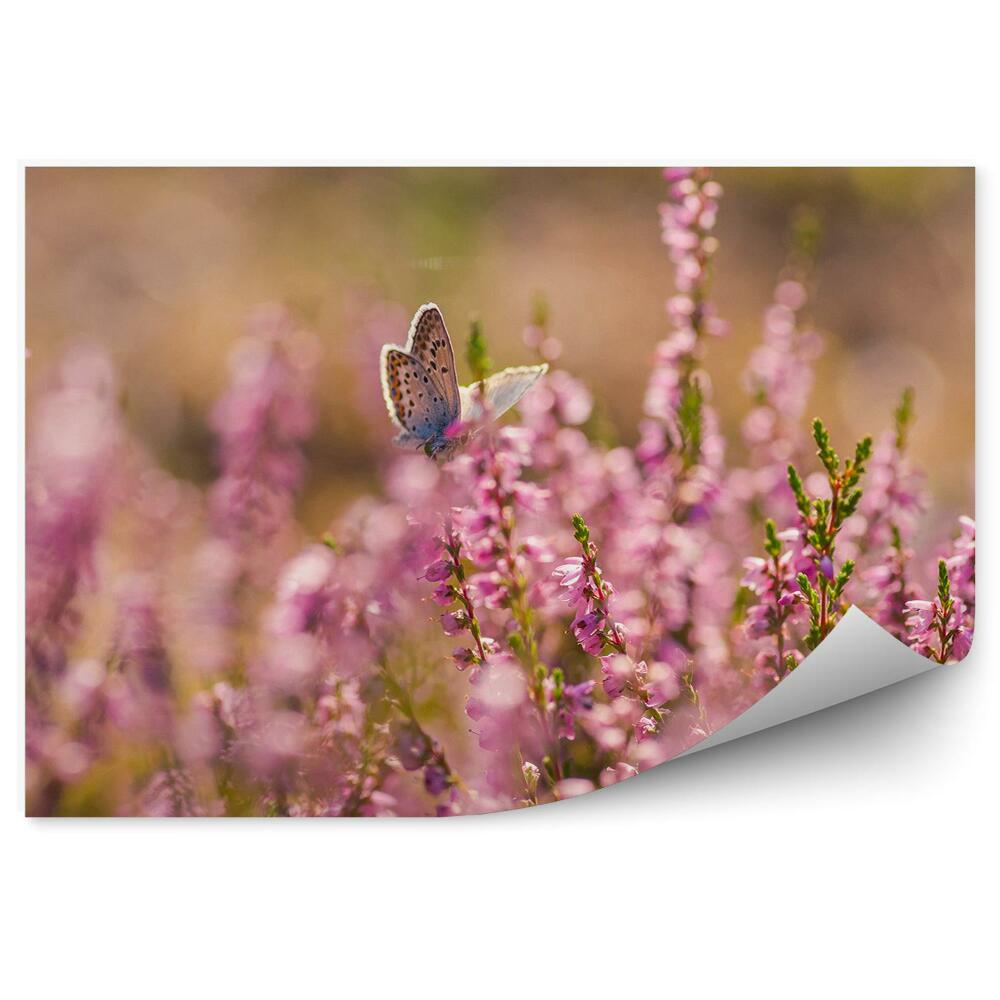 Fototapet pentru perete Un fluture pe o inflorescență de erica