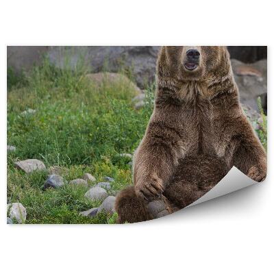 Decor fototapet Ursul Grizzly Așezat