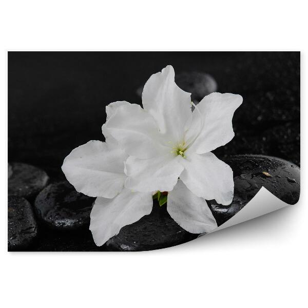 Fototapet perete Flori albe crini pietre negre fundal de rouă