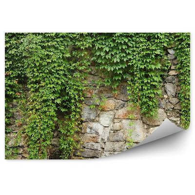 Fototapet vintage Perete de viță de vie de iederă