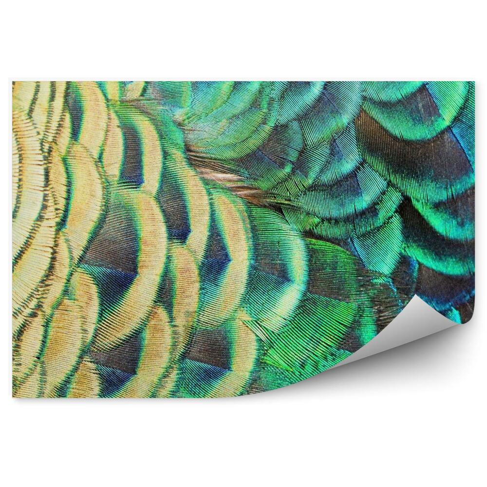 Decor fototapet Green peacock feathers