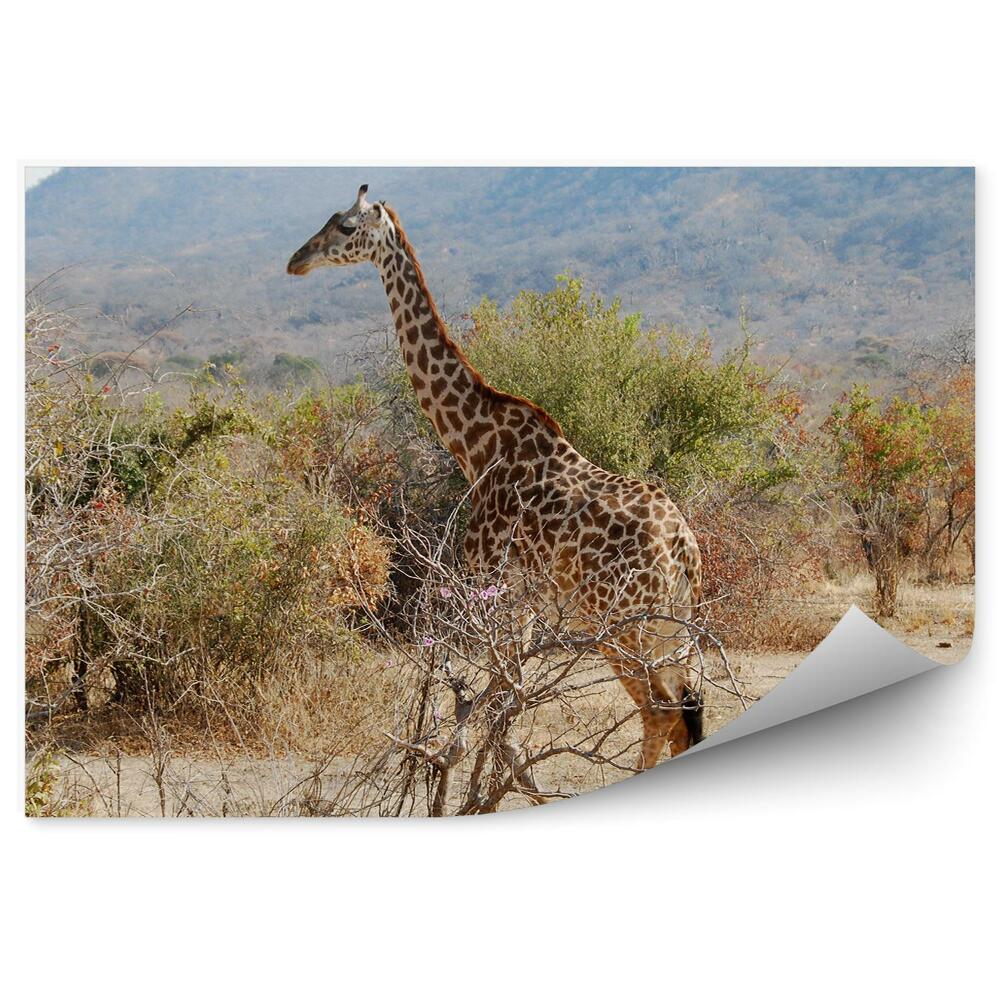 Fototapet vintage Tanzania girafe copaci vegetație natura