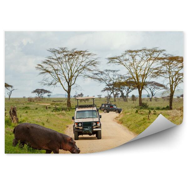 Fototapet Vehicule De Safari Rutier Cu Animale Hipopotam