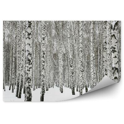 Fototapet perete Pădurea De Mesteacăn De Iarnă