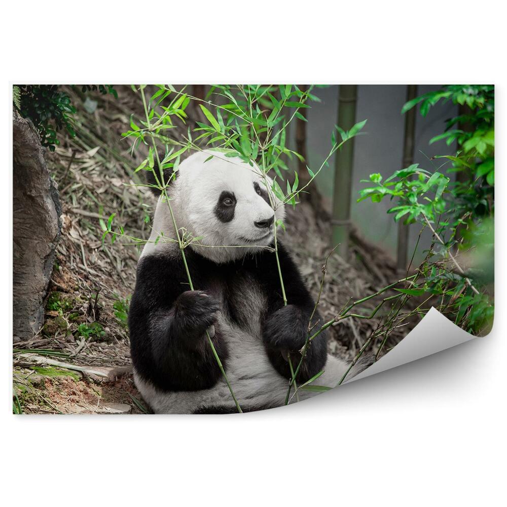 Decor fototapet Panda Ținând Frunze De Bambus