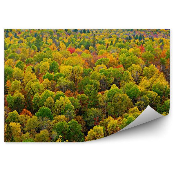 Decor fototapet Pădure De Toamnă Cu Coroane De Copaci Colorate