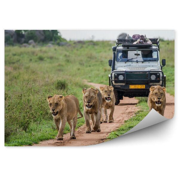 Fototapet perete Natura Verde Safari Animale Leoaice