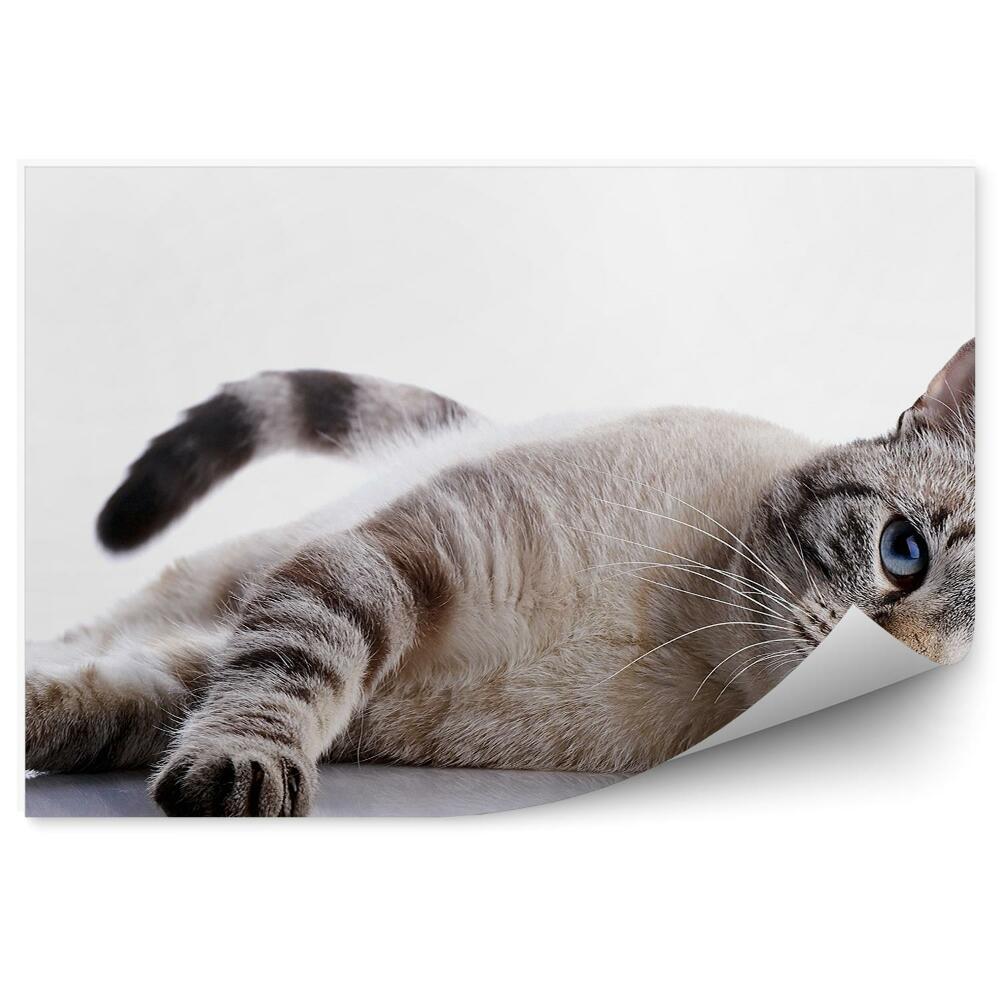 Decor fototapet Pisica Gri Cu Ochi Albaștri Se Odihnește Pe Fundal Alb