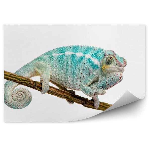 Fototapet perete Cameleon Tânăr Pe Un Fundal Alb De Crenguță