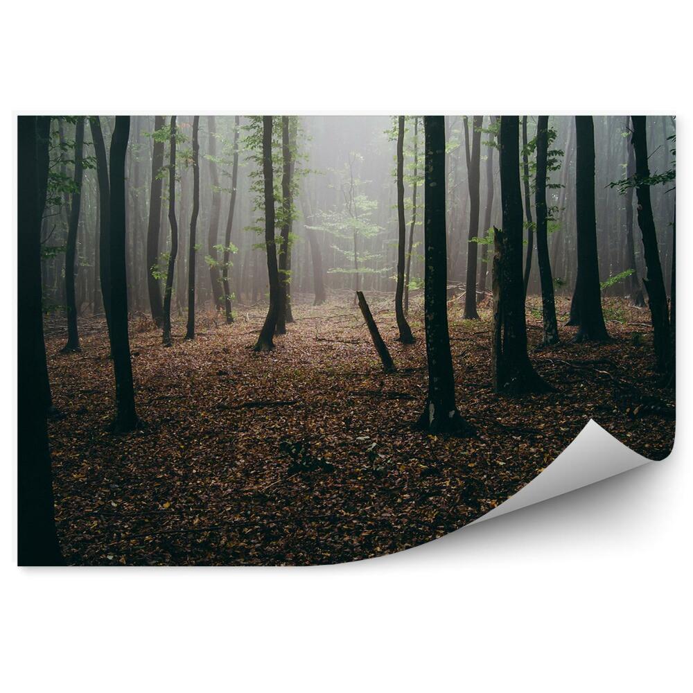 Fototapet vintage Frunze De Pădure De Toamnă