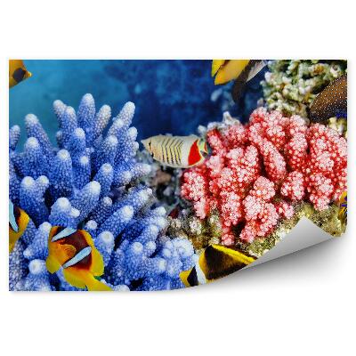 Fototapet perete Pește Printre Corali
