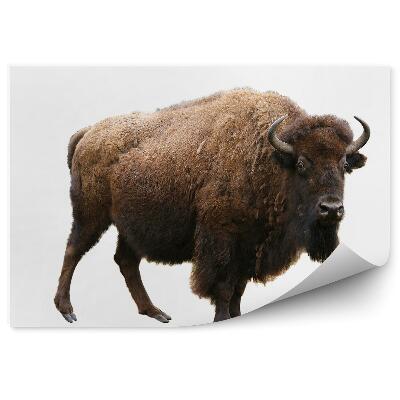 Fototapet pentru perete Zimbri Pe Un Fundal Alb