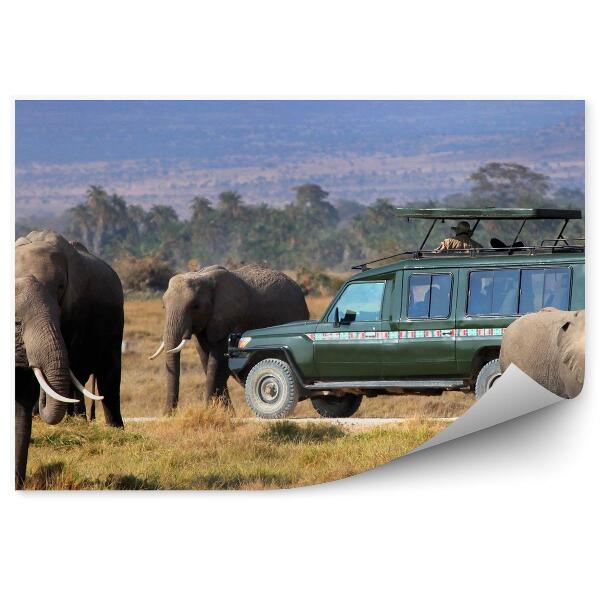 Fototapet pentru perete Savannah Vegetatie Iarba Elefanti Safari