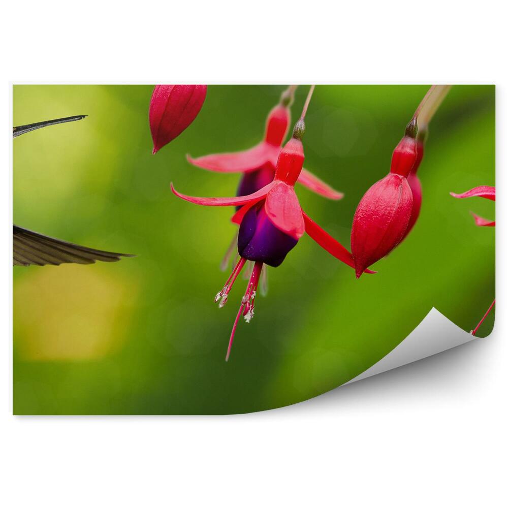 Fototapet pentru perete Fundal cu plante colibri roșu fucsia verde