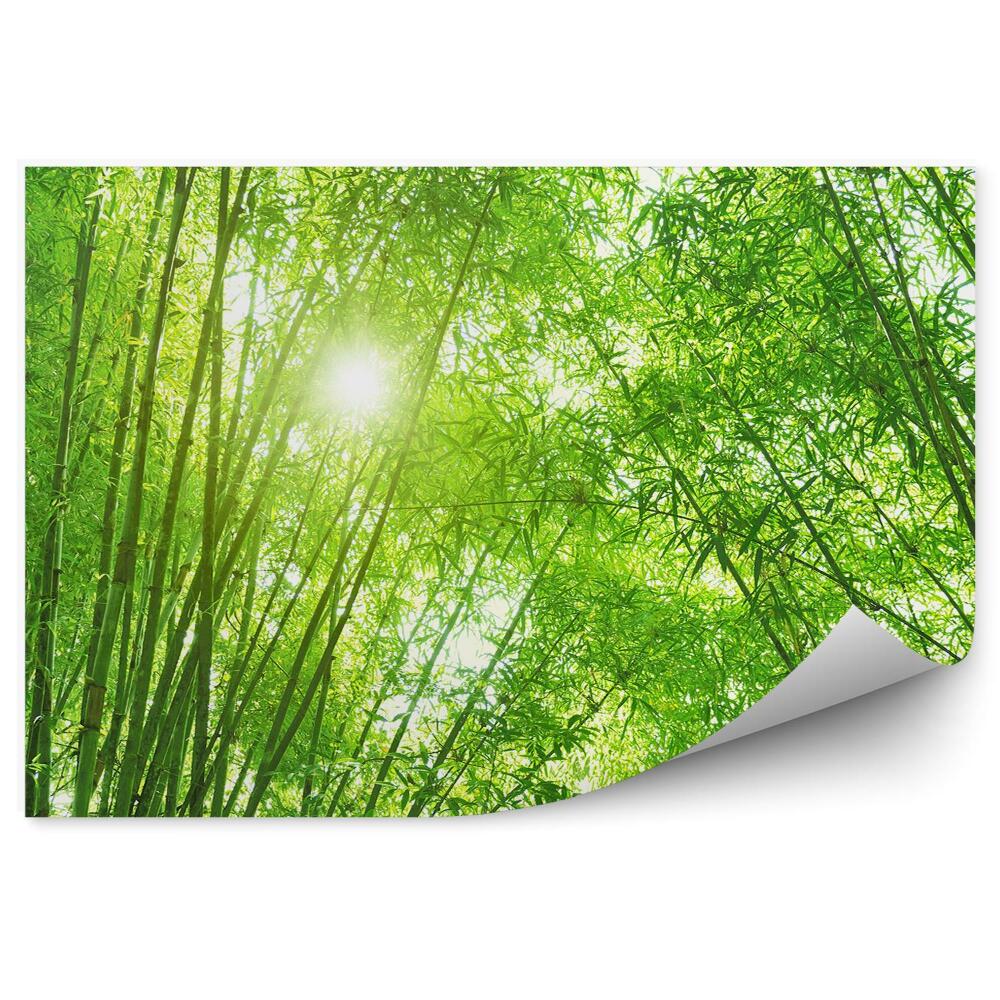 Fototapet pentru perete Copaci De Bambus Pădure Verde Strălucesc Soare