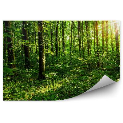 Fototapet perete Copaci De Pădure Ramuri De Copaci Verzi De Vară