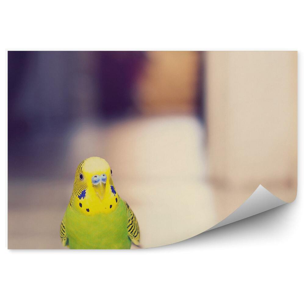 Decor fototapet Un Budgerigar Care Merge Pe Podea