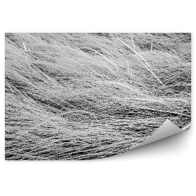 Decor fototapet Fotografie alb-negru a câmpului cu iarbă lungă