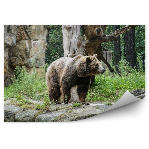 Fototapet Ursul Grizzly În Grădina Zoologică