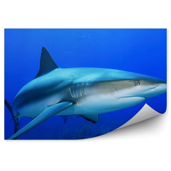 Fototapet vintage Animal Rechin Din Marea Caraibelor