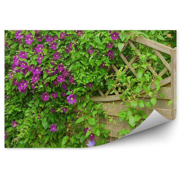 Fototapet pentru perete Flori De Clematis Violet Pe Un Gard