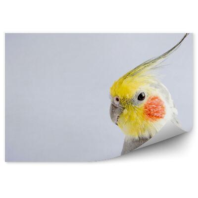 Decor fototapet Papagal Cockatiel Aproape Pe Fundal Gri