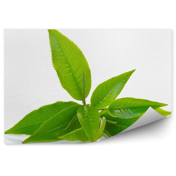 Fototapet pentru perete Frunze de ceai verde pe fundal alb
