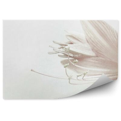 Fototapet pentru perete Petale de liliac dulce pe fundal alb