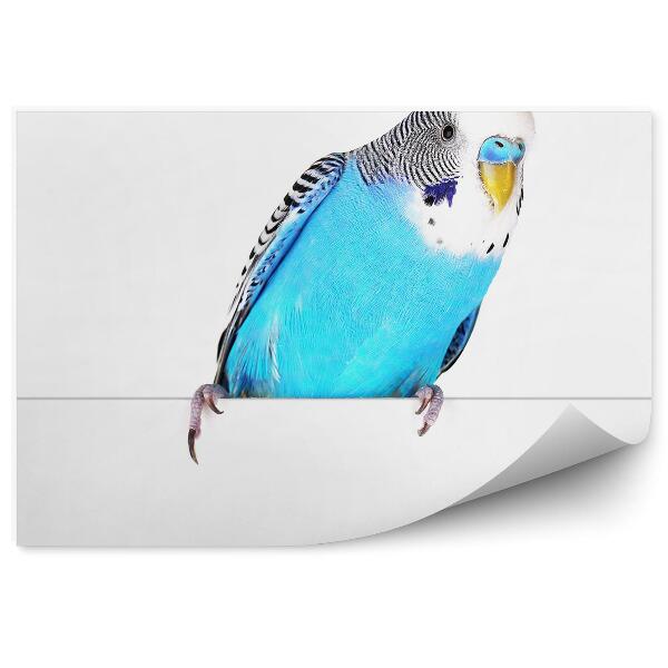 Fototapet Budgerigar Albastru