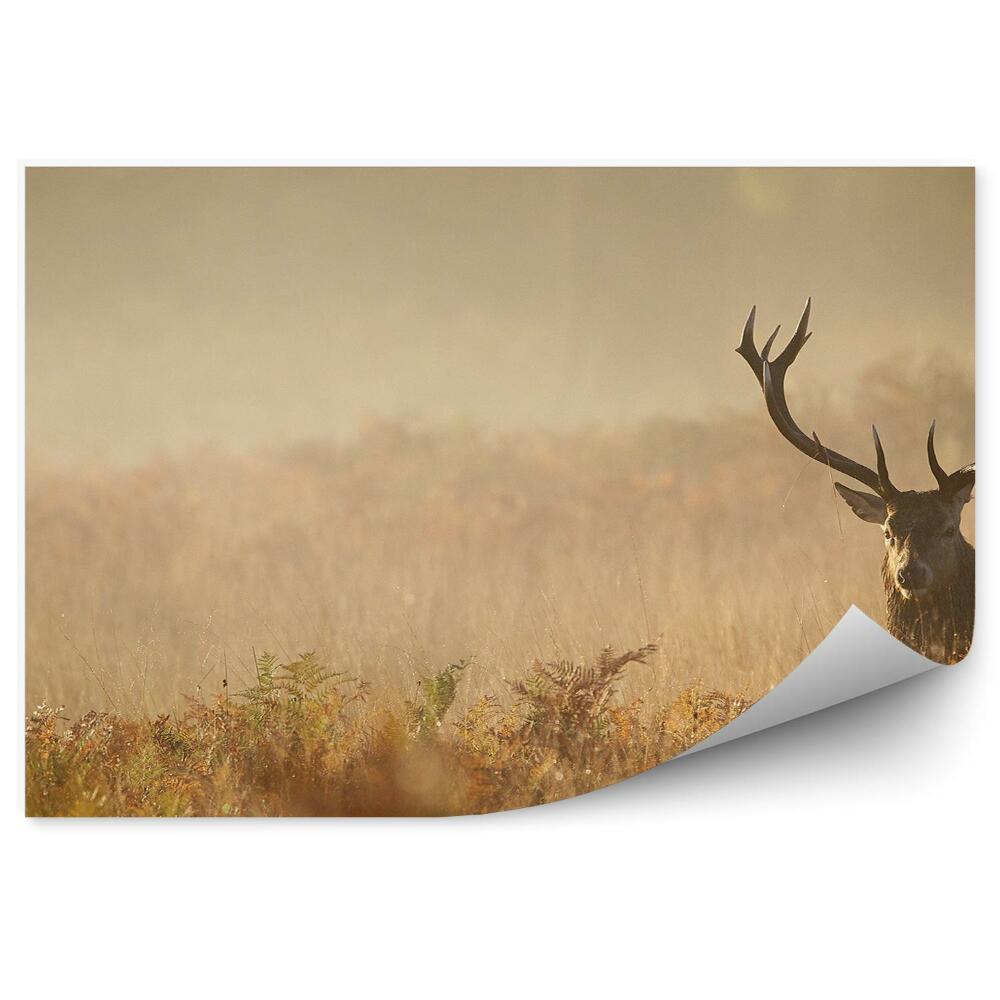 Fototapet vintage Căprioare Pe O Pajiște Cețoasă