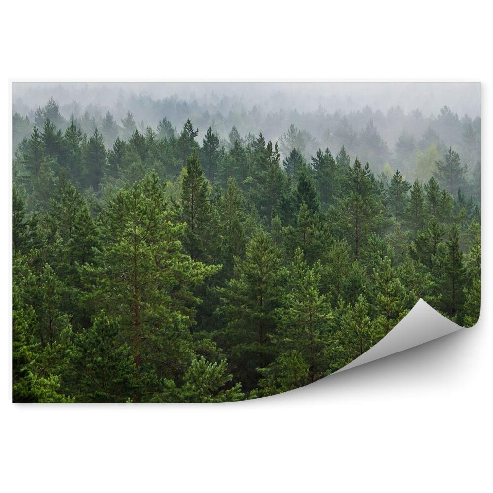 Fototapet Ceață Peste Pădure, Brazi De Crăciun Verzi Și Albi