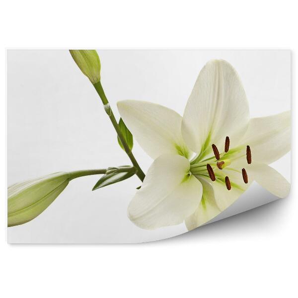 Fototapet Floare de crin alb