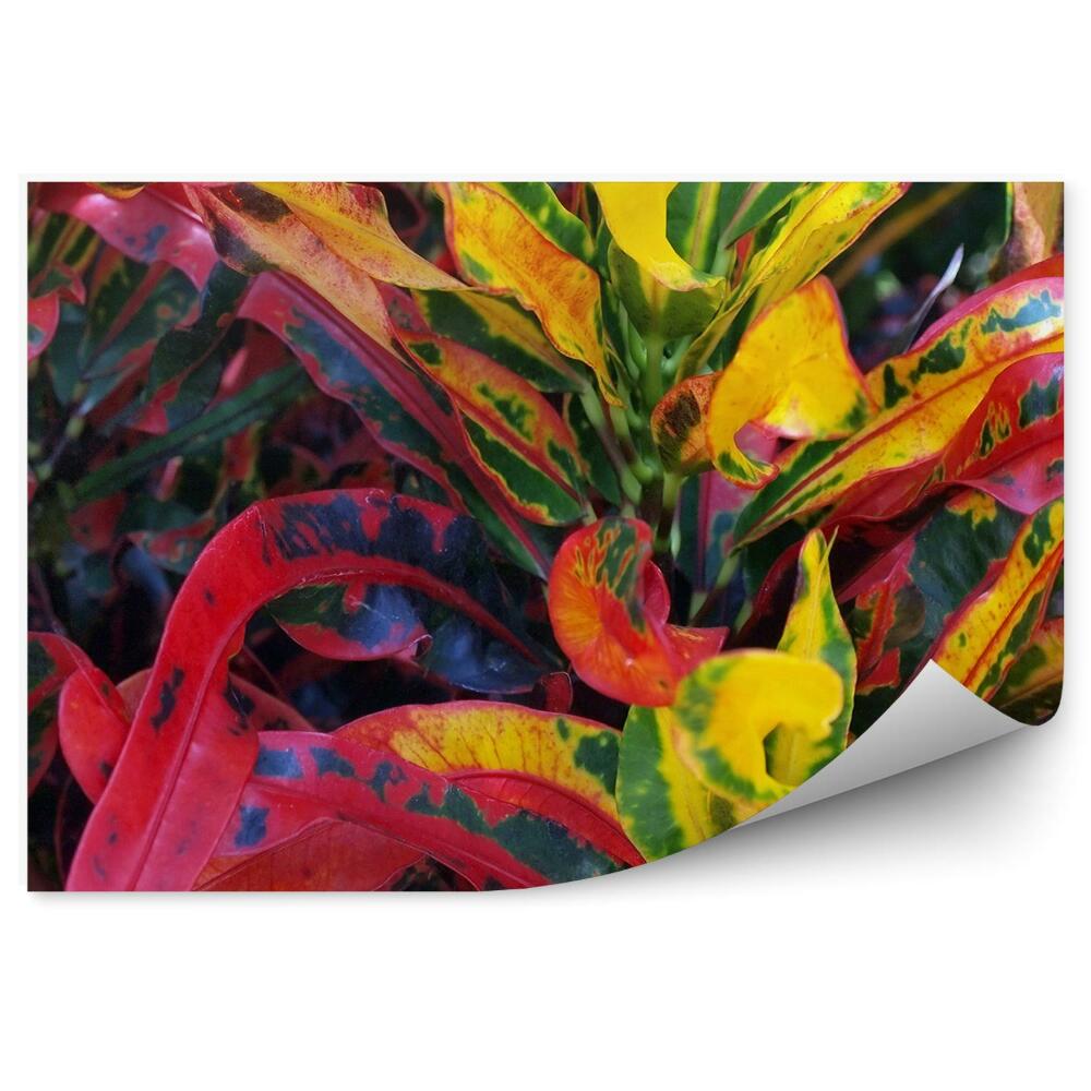 Decor fototapet Plante Colorate Frunze Verde Galben Rosu