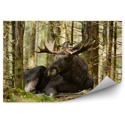 Fototapet pentru perete Elan Printre Copaci