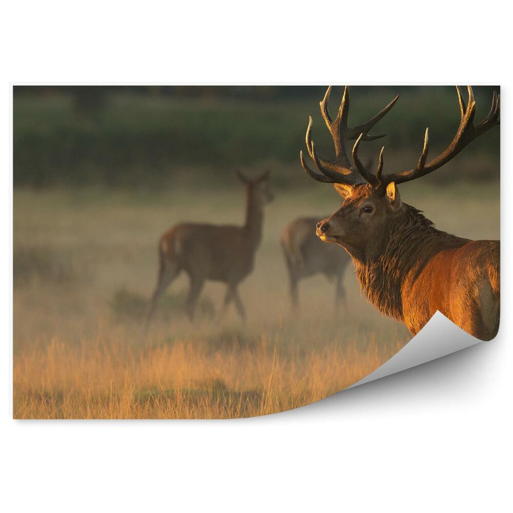 Fototapet Căprioare În Pajiște În Zori